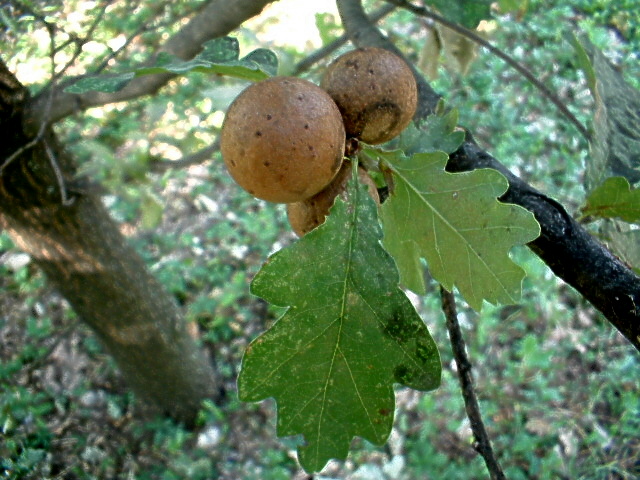 Galle: Andricus quercuscalicis e A. kollari